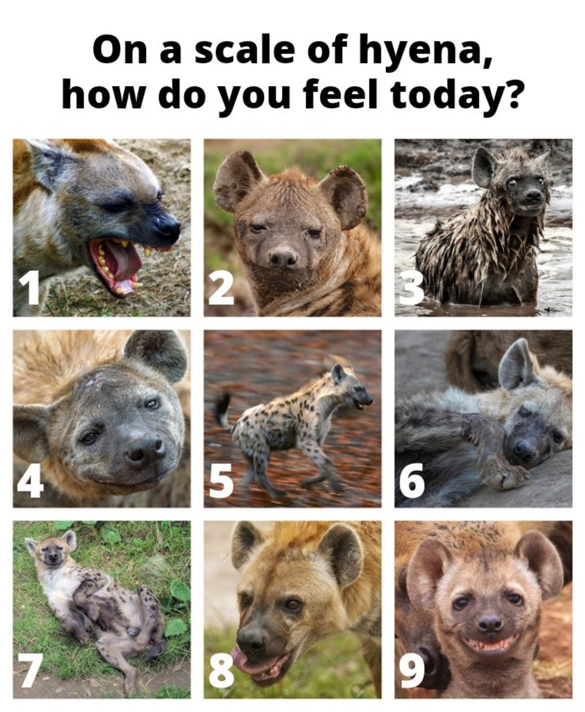 On Scale Of Hyena Where Are You Today