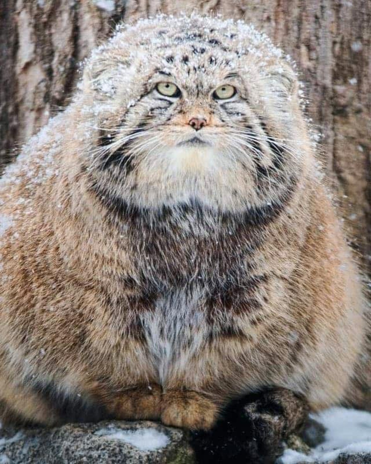 Большой кот манул