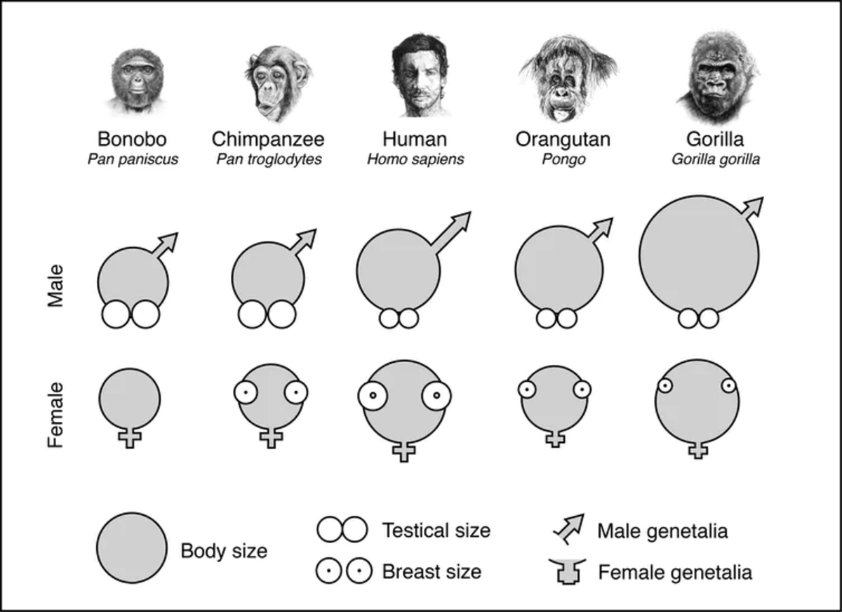 penis, testicle, body, and * size of the apes.
