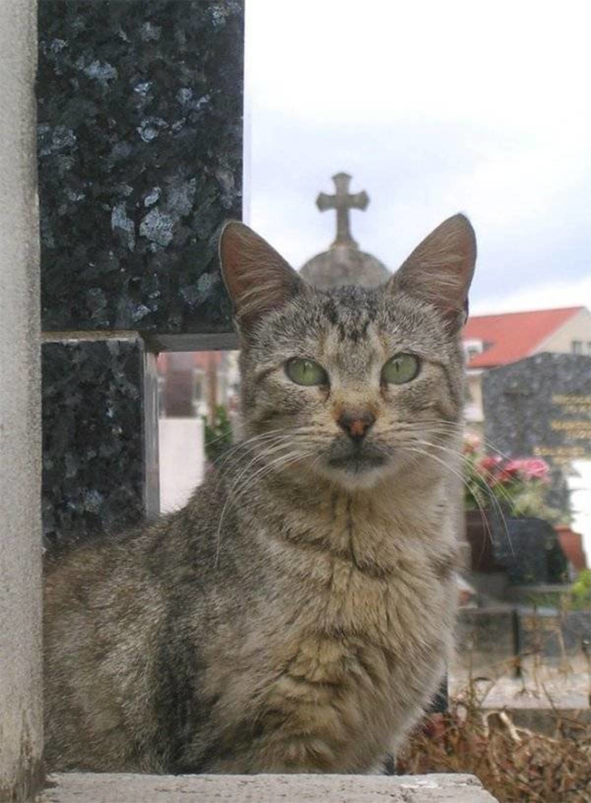 Кот крестится