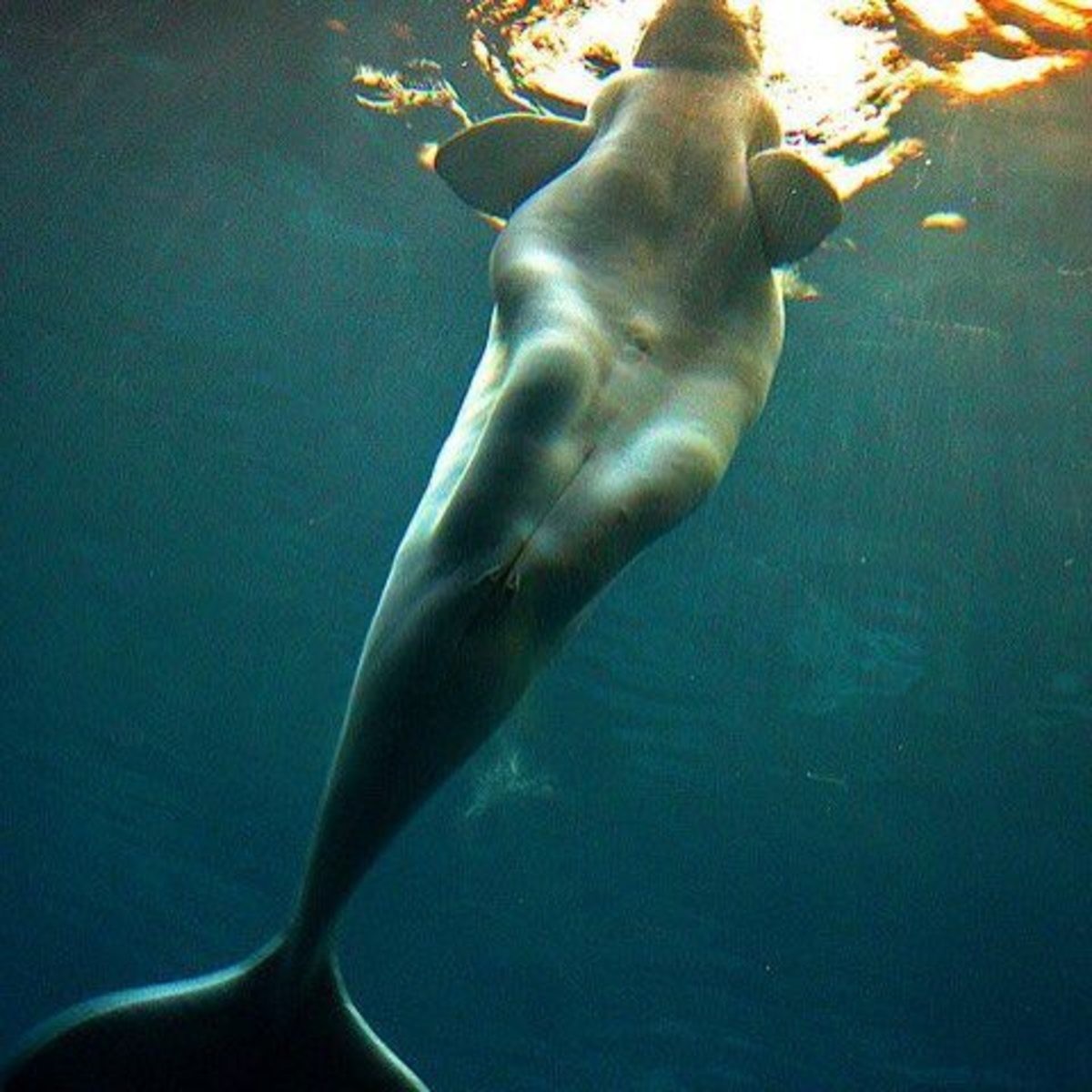 Probably why beluga whales were mistaken as mermaids.