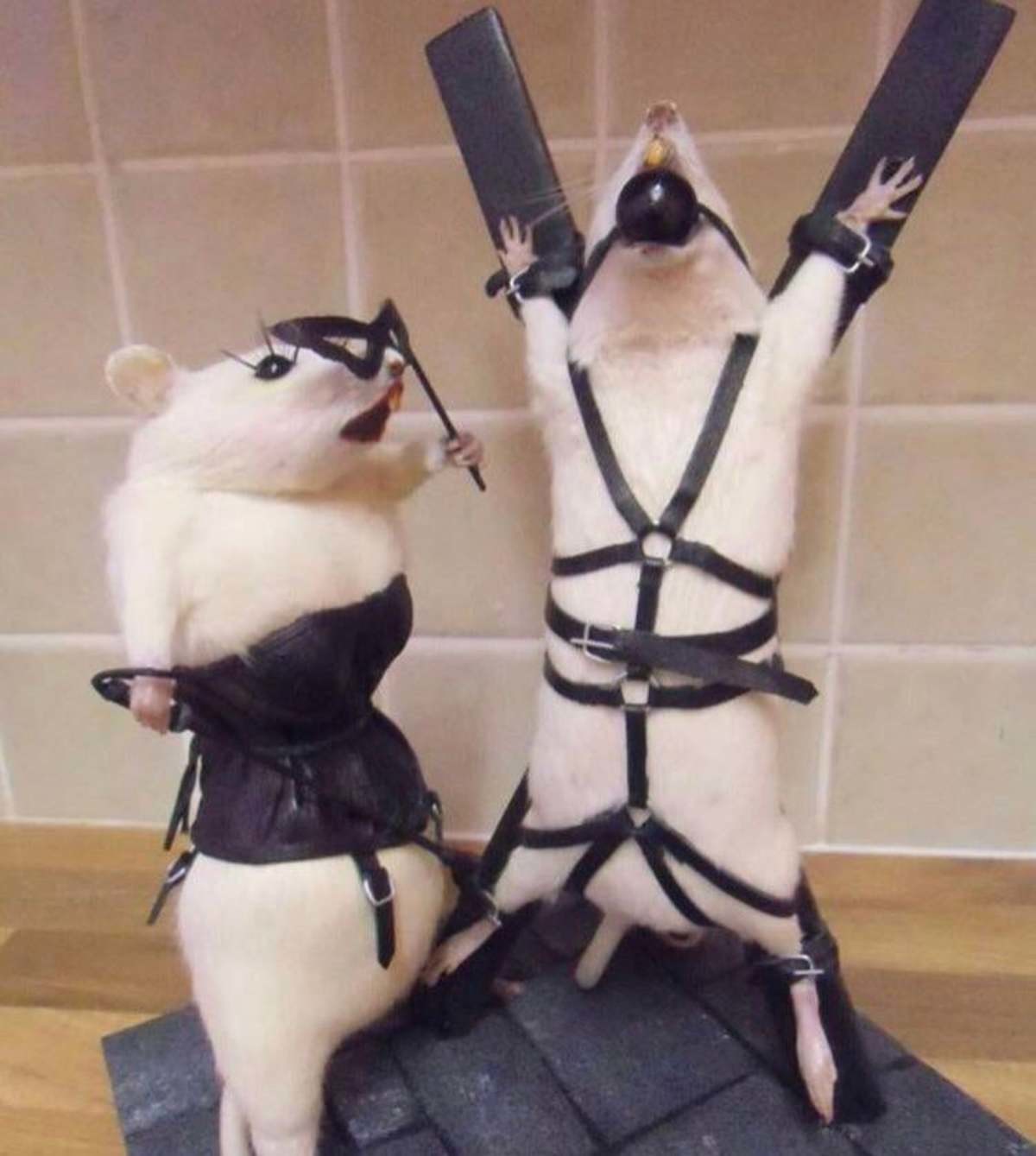 Rat+bdsm+taxidermy+yes+that+title+is+not