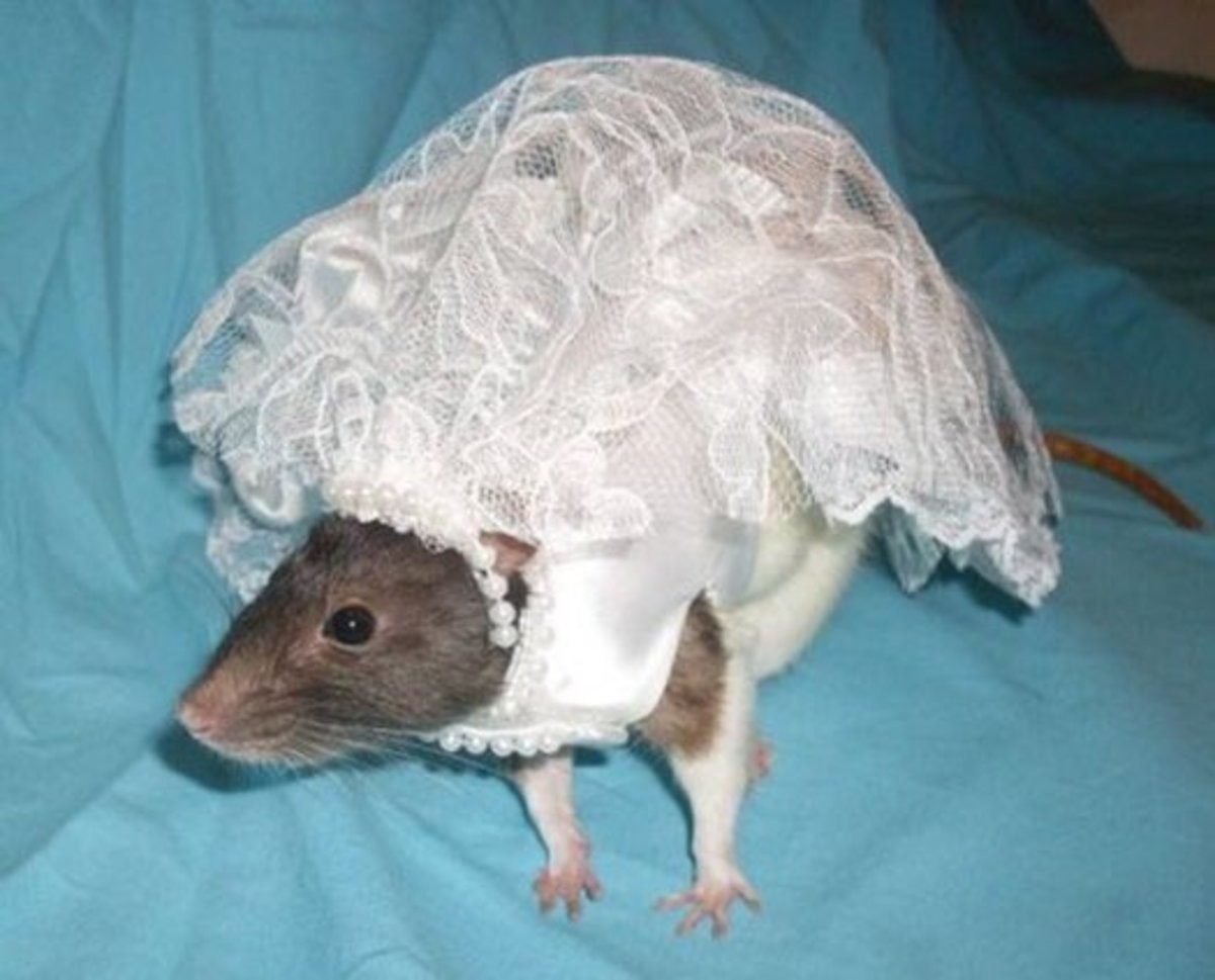 Крыса в свадебном платье