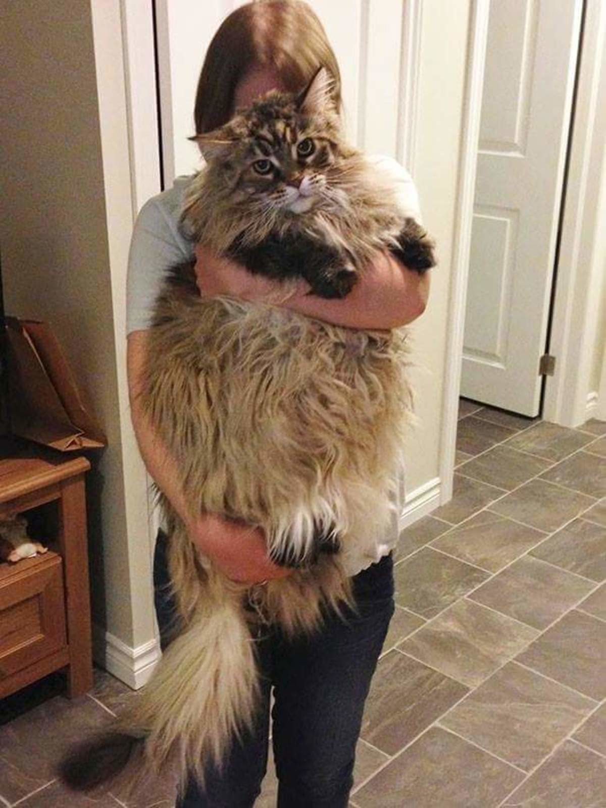 Кошки самой крупной породы. Кошка Мейн кун. Гигантский кот Мейн кун. Коты Мейн куны огромные. Мейн кун Стьюи.