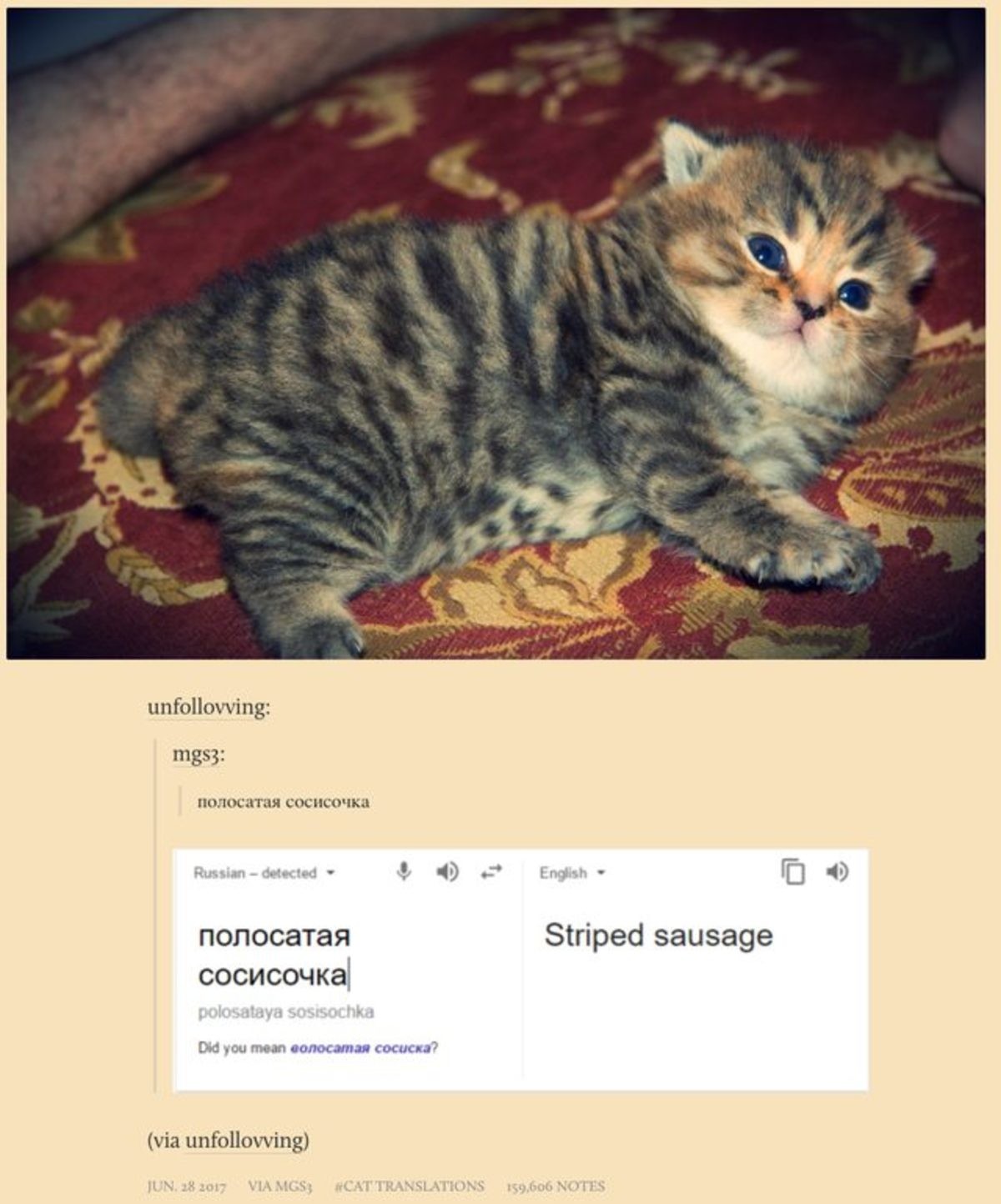 Russian Cats Compilation