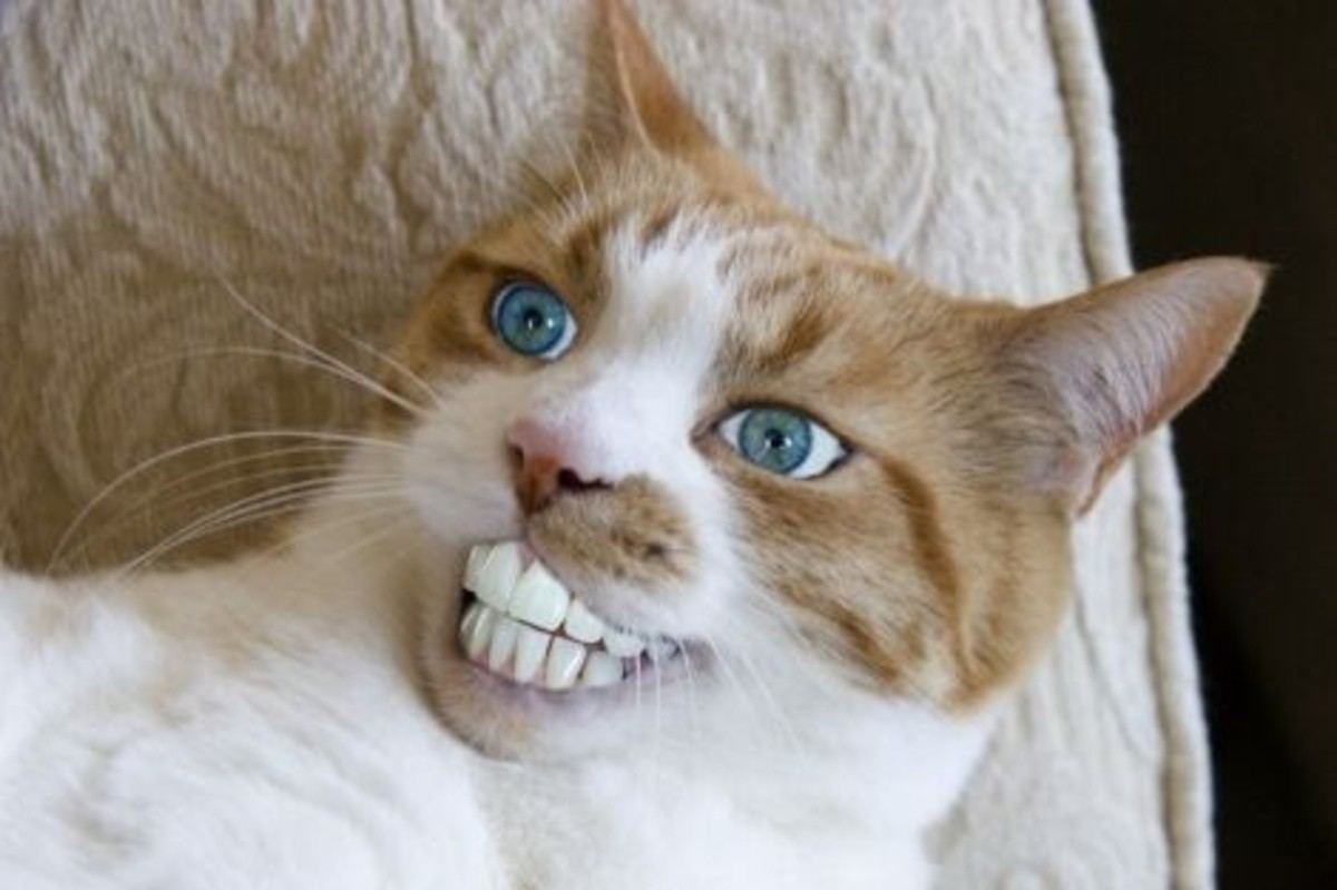 Кот улыбается с зубами