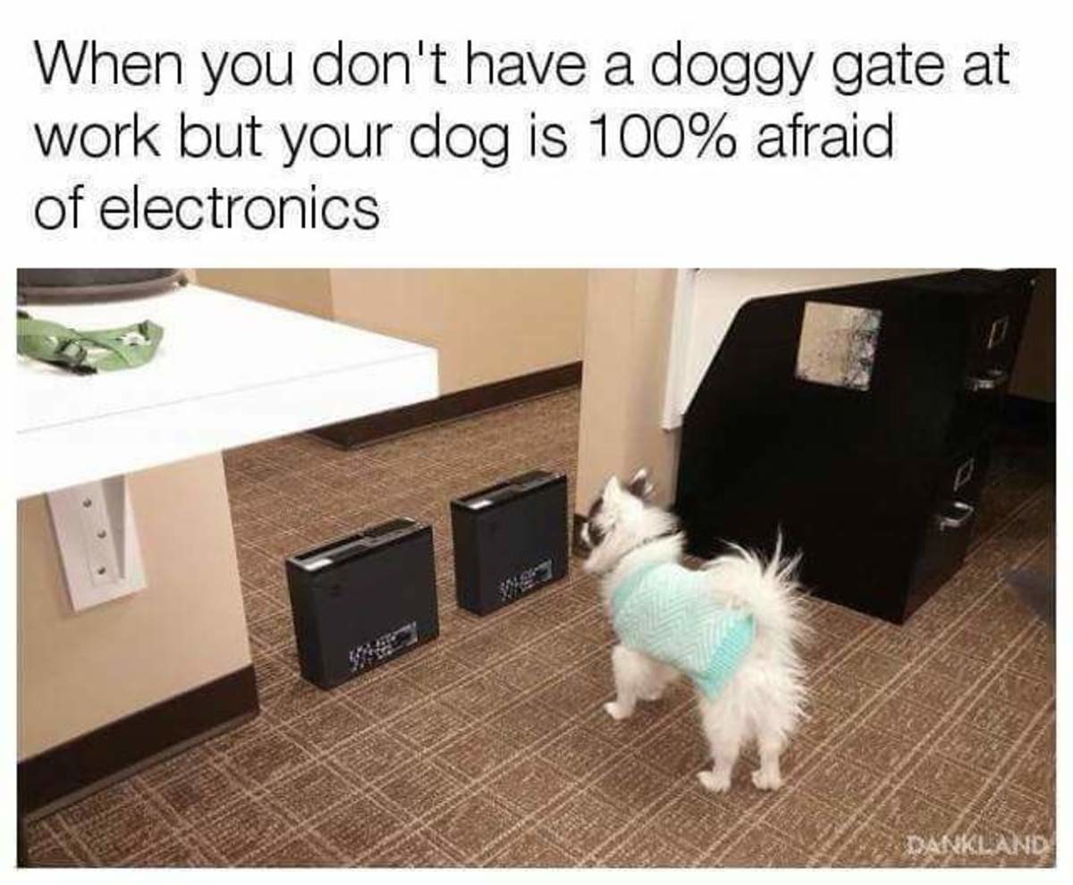 My brother has dog dog is