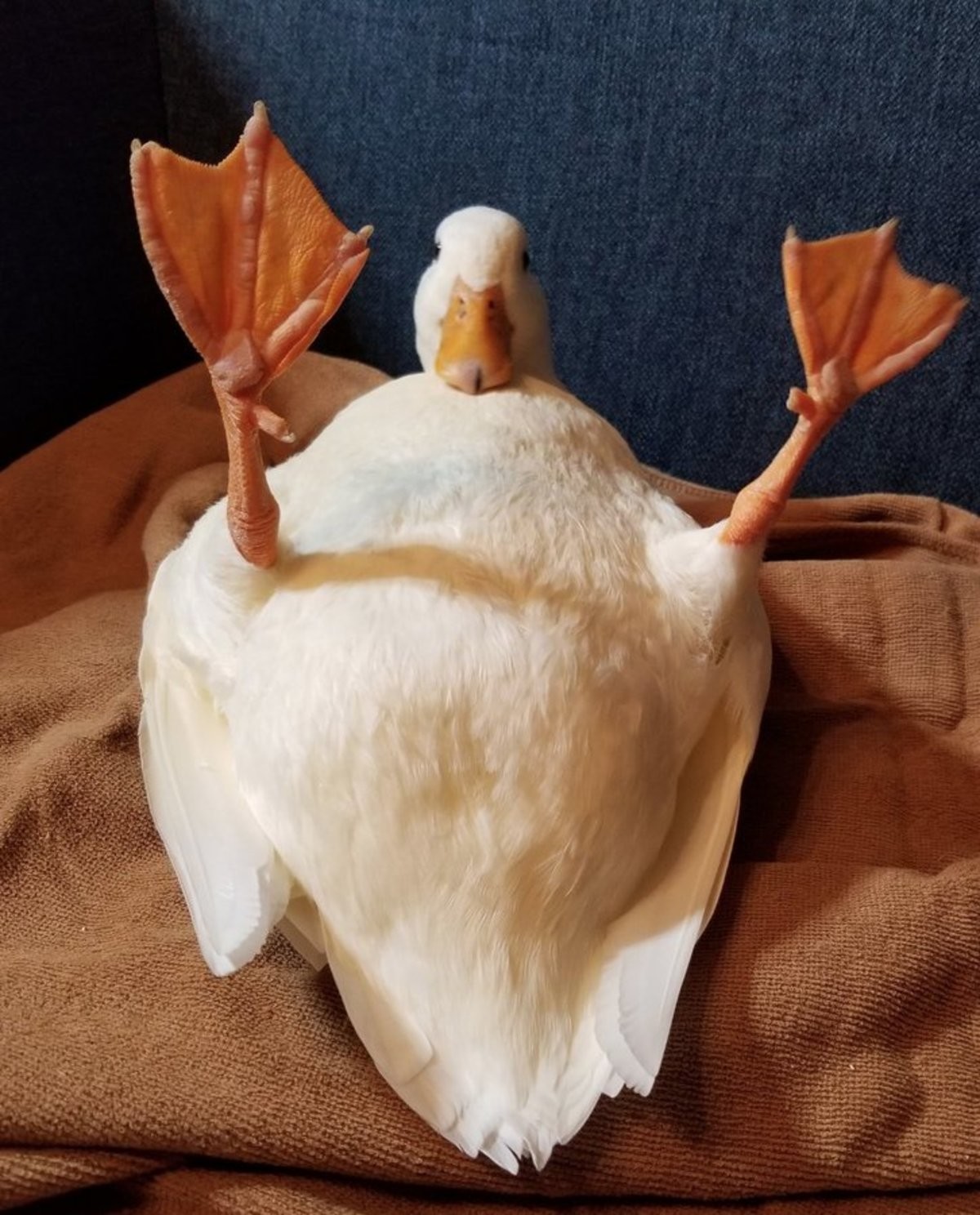 Sexy duck.