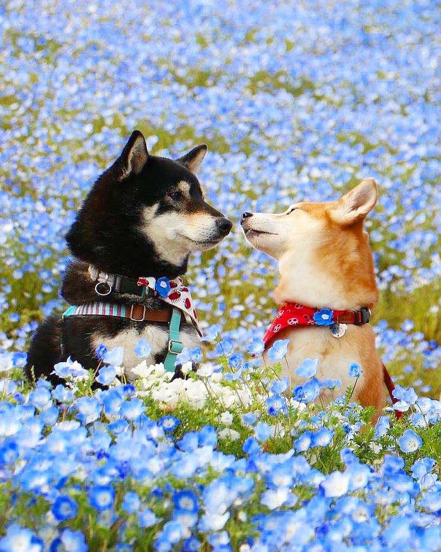 Shiba and the Flowers