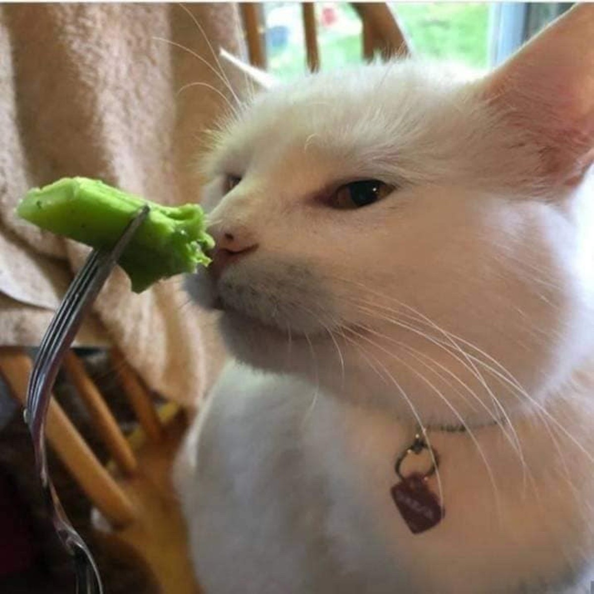 smudge jelly cat