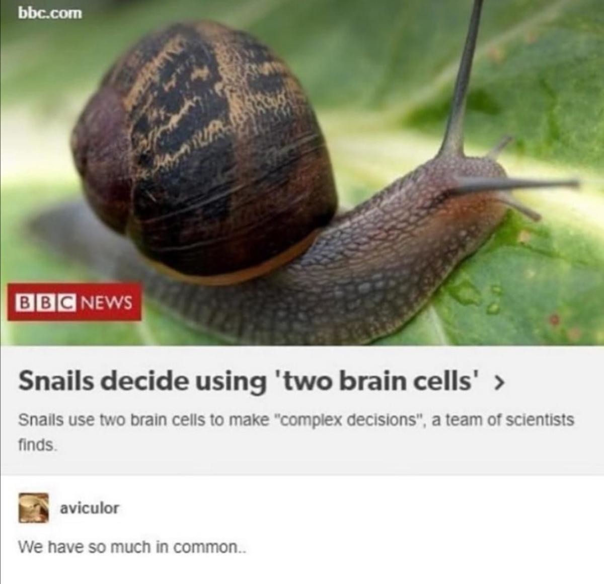 Snail brain