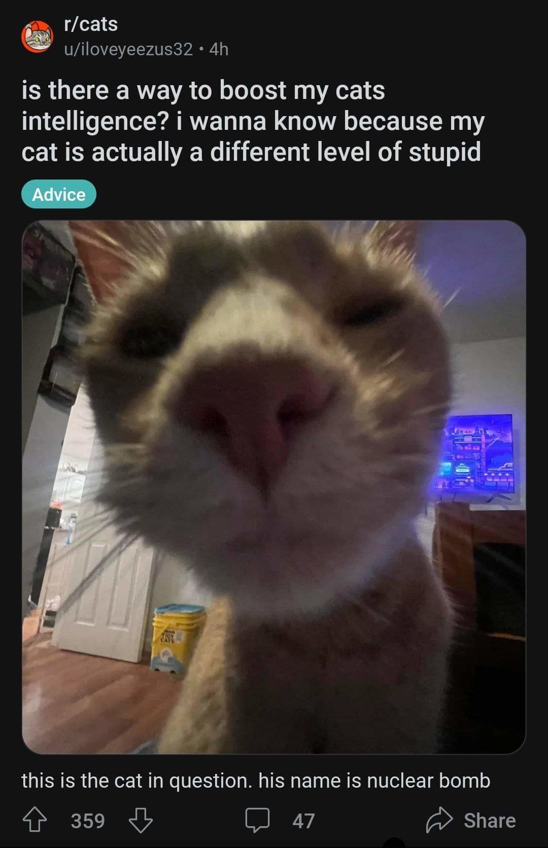 stupid pictures of cats