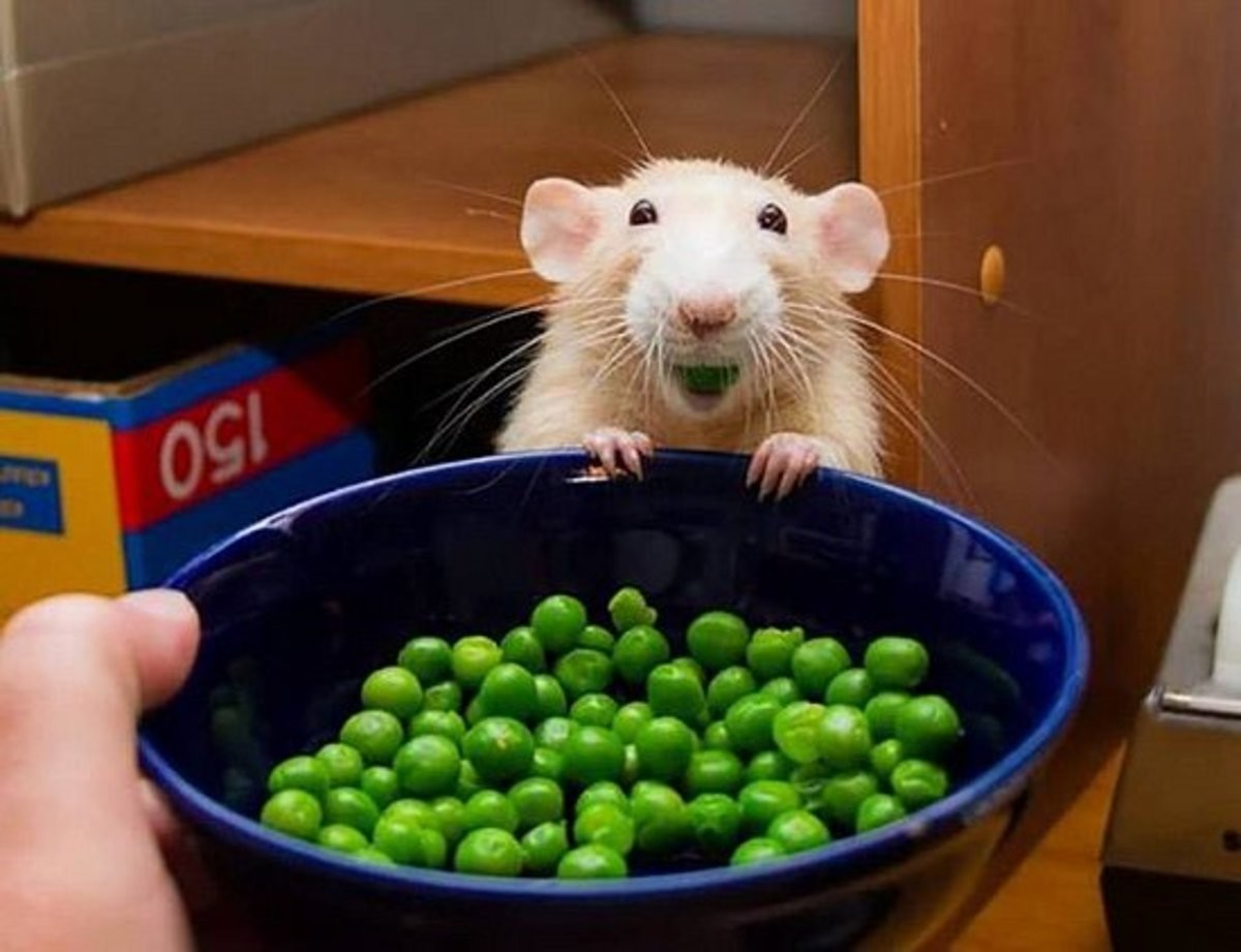Редиска хомякам можно. Крысы домашние. Крыса с овощами. Что едят мыши.