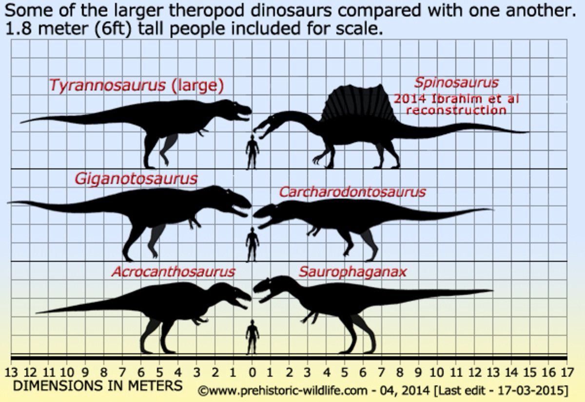 Сравнение динозавров. Тиранозавр Спинозавр гигантозавр. Аллозавр Размеры с человеком. Тираннозавр рекс рост. Тер нозавр Размеры с человеком.