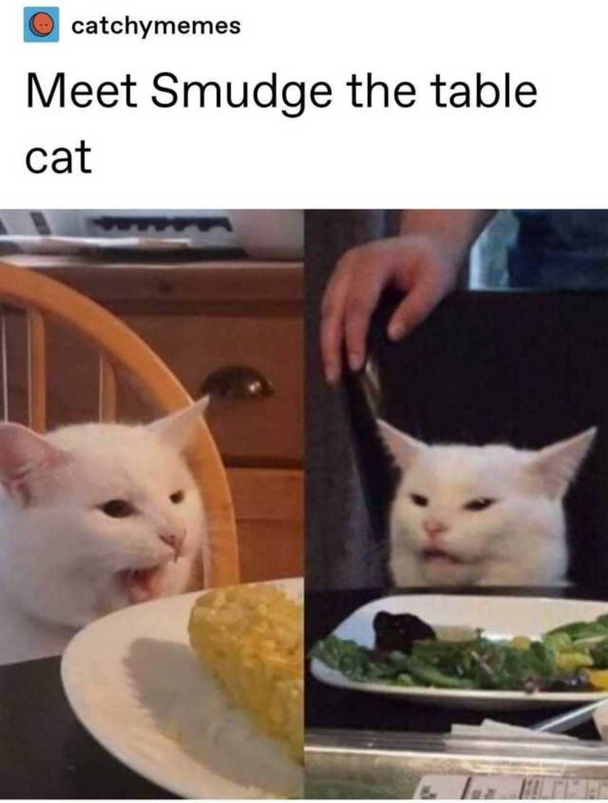 Table Cat