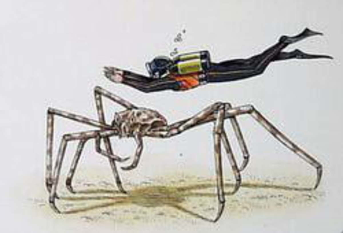 The Giant Spider Crab