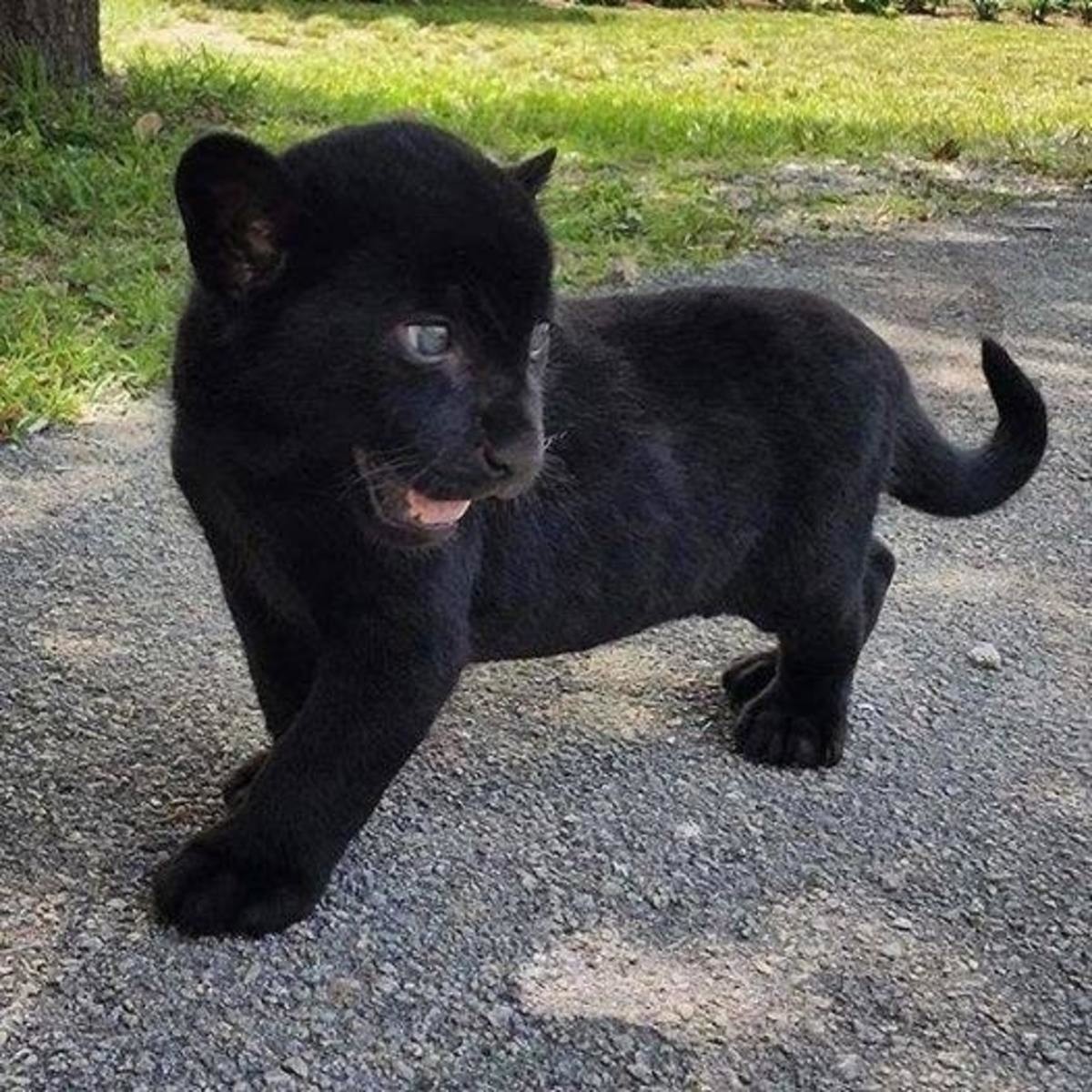 black puma cub