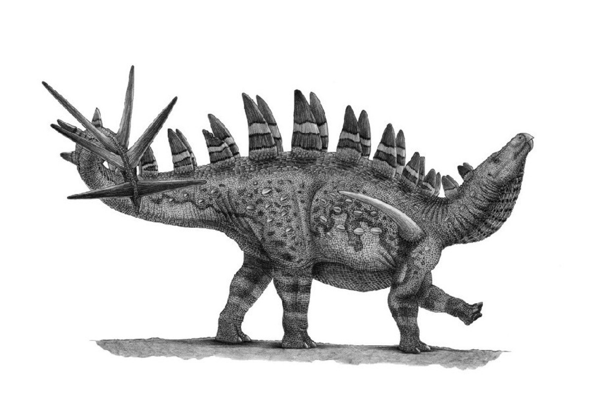 Top 10 Stegosaurs