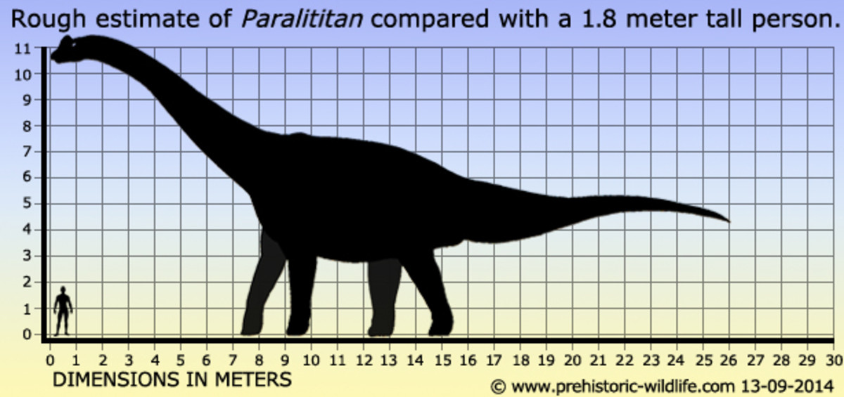 Метры по сравнению с человеком. 10метпрв по сравнению с человеком. Десять метров по сравнению с человеком. Размеры динозавров. 11 Метров по сравнению с человеком.