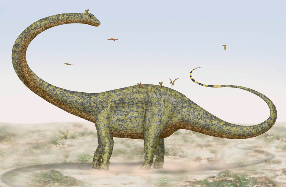 Барозавр. Барозавр и Диплодок. Барозавр (Barosaurus). Диплодок Аргентинозавр Брахиозавр барозавр. Барозавр динозавр.