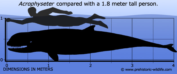 top 10 prehistoric whale