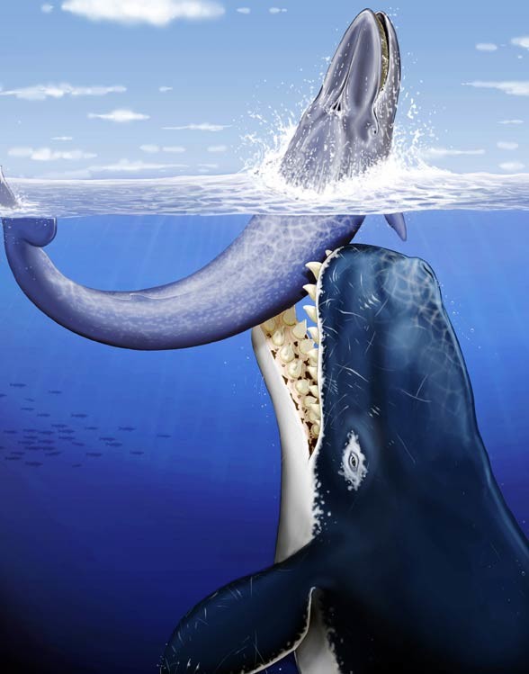 top 10 prehistoric whale