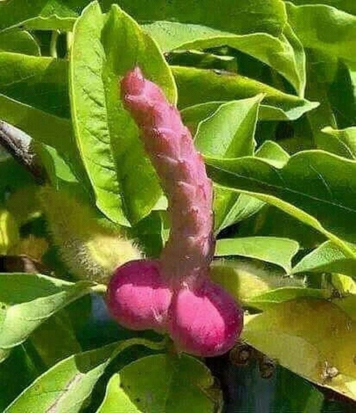 Vaguely Penis. 