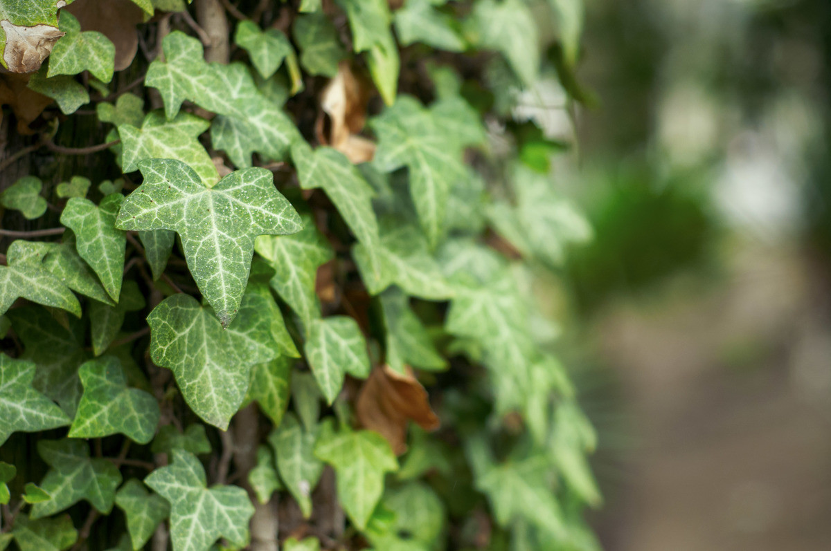 Плющ это. Плющ Пастухова Hedera pastuchowii. Плющ Лесной дикий. Плющ древовидный. Плющ Kaleidoscope.