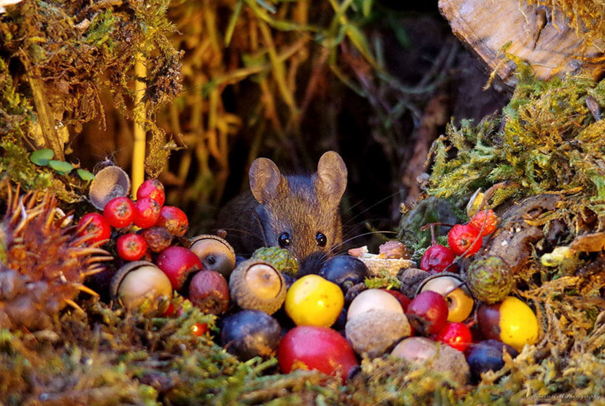 Сад мыши. Мышиная деревня. Мыши в саду. Фотосъемка грызунов. Деревенский дом мышонка.