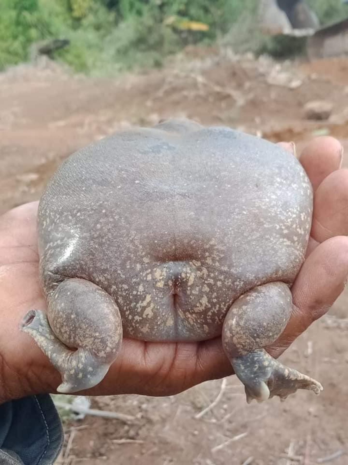 Frog butt person
