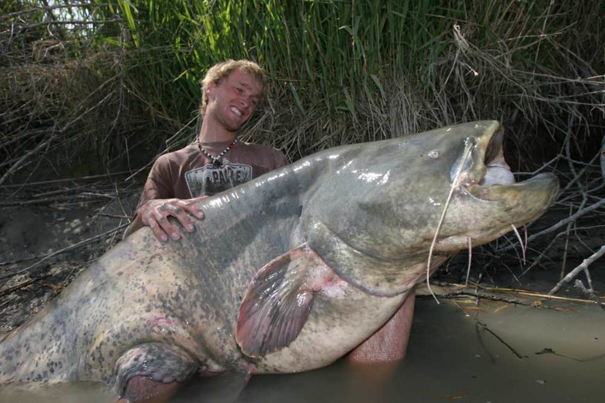 Огромная рыба в воде. Сомы гиганты в Чернобыле. Самый большой сом.