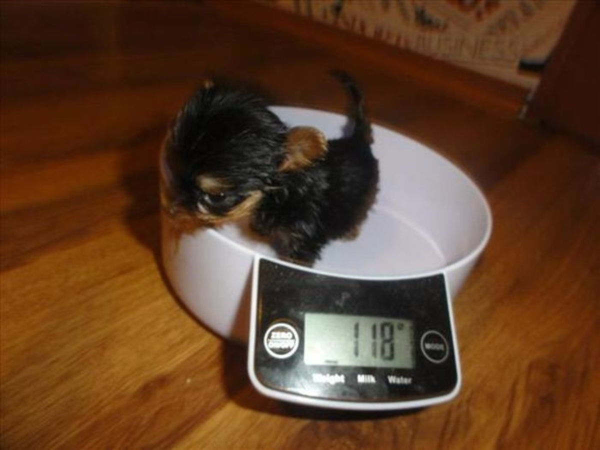 Вес самой маленькой собаки
