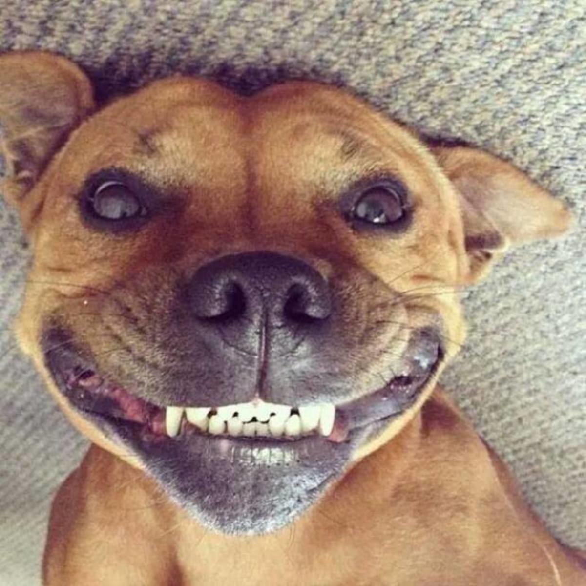 Собака улыбается Смайл