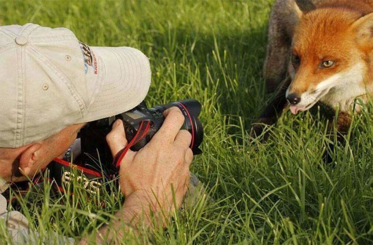 Наблюдение за животными. Фотограф диких животных. Фотографы диких животных фото. Лиса фоткает. Последние фото животных.